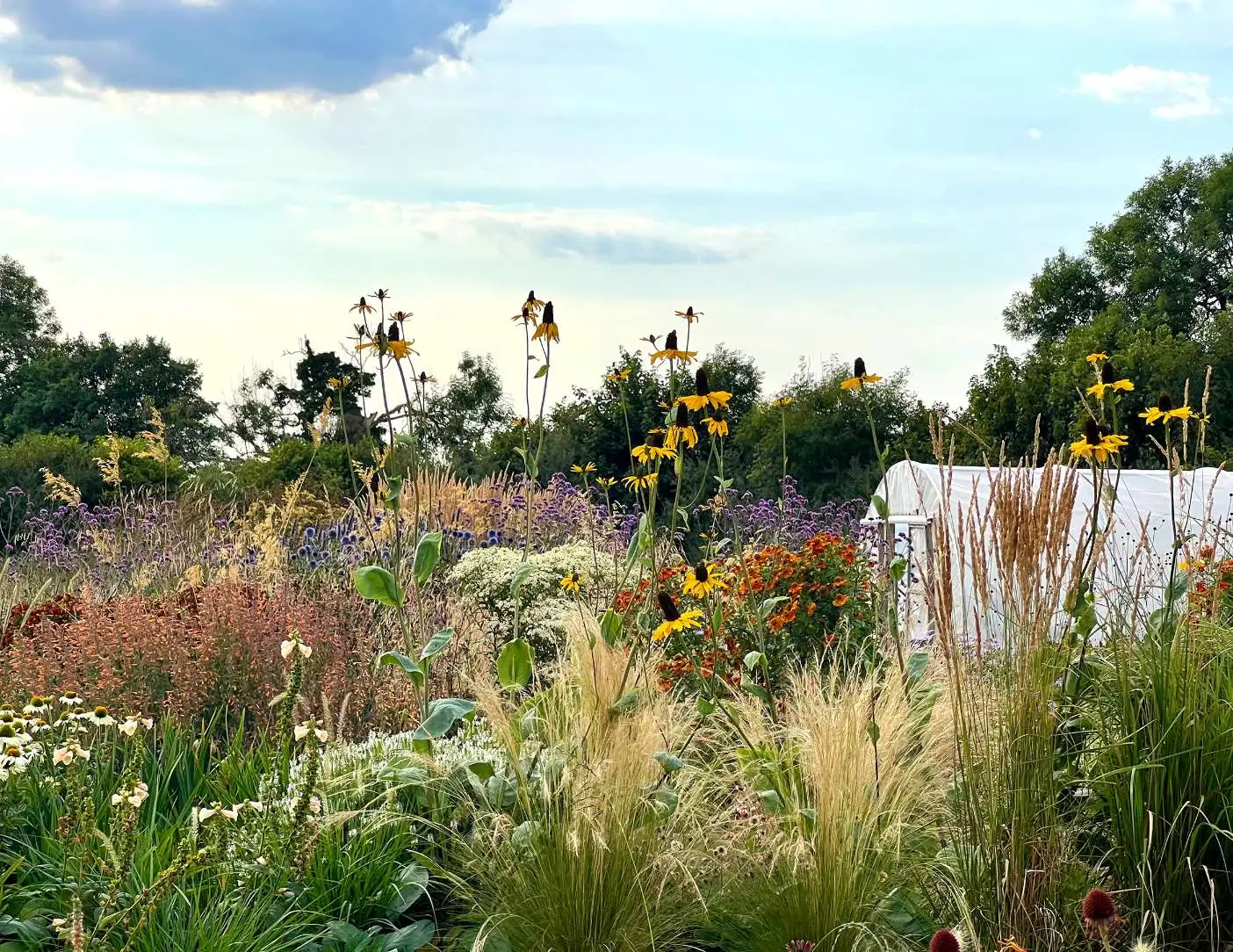 Landscaping and garden design specialising in herbaceous perennials and grasses